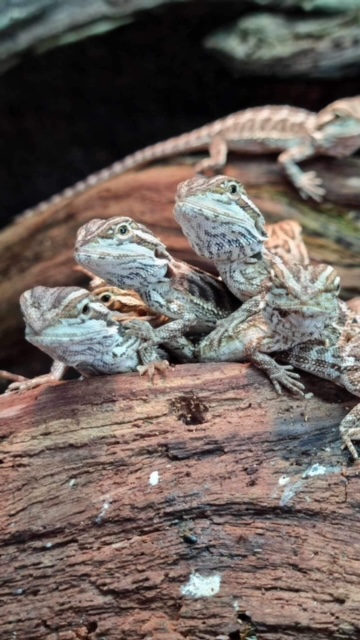 Baby Beardie 3 Baby Beardie 3